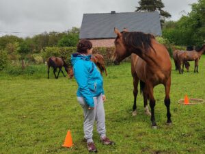 gestion des émotions, médiation équine, médiation animale, adultes gérer le stress et l'anxiété